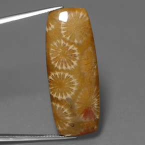 9,17 ctw natürlicher Mehrfarbig Korallen-Fossil, Kissenschliff, Lichtundurchlässig