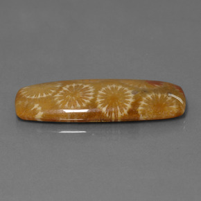 9,17 ctw natürlicher Mehrfarbig Korallen-Fossil, Kissenschliff, Lichtundurchlässig