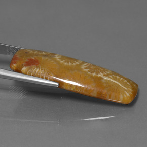 9,17 ctw natürlicher Mehrfarbig Korallen-Fossil, Kissenschliff, Lichtundurchlässig