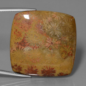 9,17 ctw natürlicher Mehrfarbig Korallen-Fossil, Kissenschliff, Lichtundurchlässig