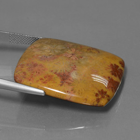 9,17 ctw natürlicher Mehrfarbig Korallen-Fossil, Kissenschliff, Lichtundurchlässig