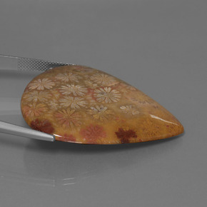 9,17 ctw natürlicher Mehrfarbig Korallen-Fossil, Birnenform, Lichtundurchlässig