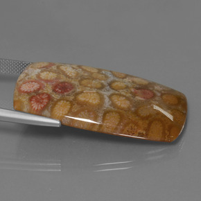 9,17 ctw natürlicher Mehrfarbig Korallen-Fossil, Kissenschliff, Lichtundurchlässig