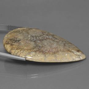 9,17 ctw natürlicher Mehrfarbig Korallen-Fossil, Birnenform, Lichtundurchlässig