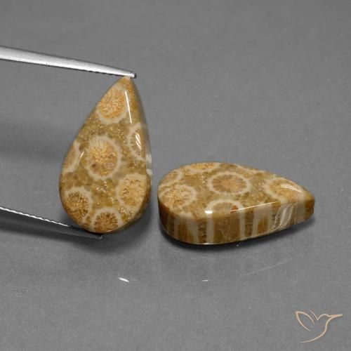 19.84ctw Natürlicher Mehrfarbig Korallen-Fossil, Birnenform, Lichtundurchlässig