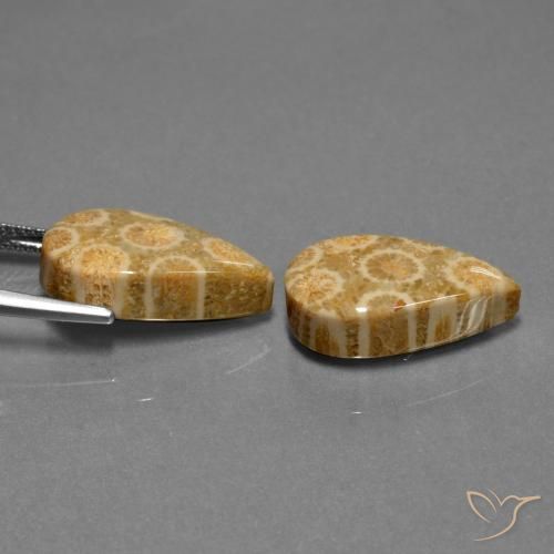 19.84 ct natürliche Mehrfarbig Korallen-Fossil-Edelsteine, Birnenform, Lichtundurchlässig