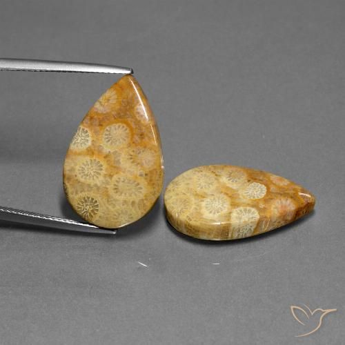 23.88ctw Natürlicher Mehrfarbig Korallen-Fossil, Birnenform, Lichtundurchlässig