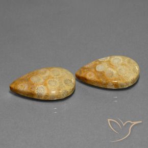 23.88 ct natürliche Mehrfarbig Korallen-Fossil-Edelsteine, Birnenform, Lichtundurchlässig