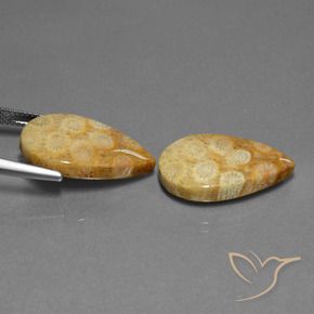 23.88 ct natürliche Mehrfarbig Korallen-Fossil-Edelsteine, Birnenform, Lichtundurchlässig