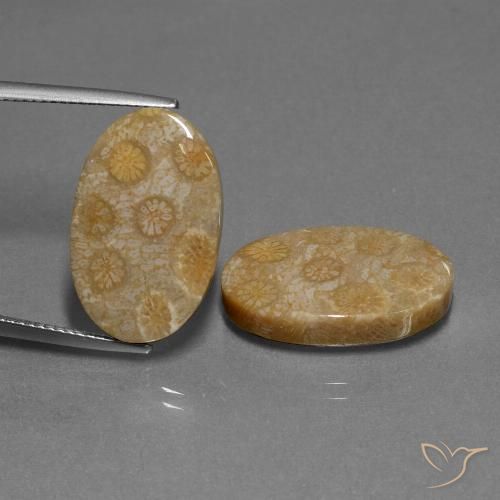 23.01ctw Natürlicher Mehrfarbig Korallen-Fossil, Oval, Lichtundurchlässig