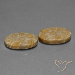 23.01 ct natürliche Mehrfarbig Korallen-Fossil-Edelsteine, Oval, Lichtundurchlässig