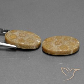23.01 ct natürliche Mehrfarbig Korallen-Fossil-Edelsteine, Oval, Lichtundurchlässig