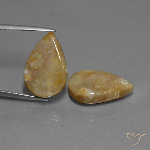 21.95ctw Natürlicher Mehrfarbig Korallen-Fossil, Birnenform, Lichtundurchlässig