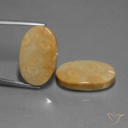 32.11ctw Natürlicher Mehrfarbig Korallen-Fossil, Oval, Lichtundurchlässig