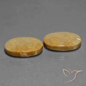 32.11 ct natürliche Mehrfarbig Korallen-Fossil-Edelsteine, Oval, Lichtundurchlässig