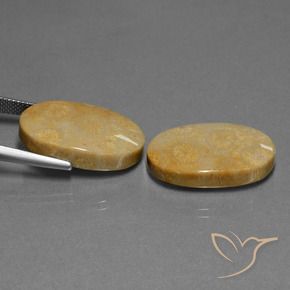 32.11 ct natürliche Mehrfarbig Korallen-Fossil-Edelsteine, Oval, Lichtundurchlässig