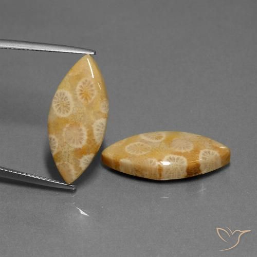 20.04ctw Natürlicher Mehrfarbig Korallen-Fossil, Marquise, Lichtundurchlässig
