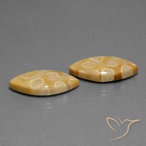 20.04 ct natürliche Mehrfarbig Korallen-Fossil-Edelsteine, Marquise, Lichtundurchlässig
