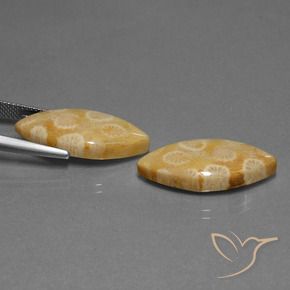 20.04 ct natürliche Mehrfarbig Korallen-Fossil-Edelsteine, Marquise, Lichtundurchlässig