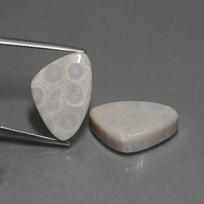  ct natürliche Mehrfarbig Korallen-Fossil-Edelsteine, Trillion, Lichtundurchlässig