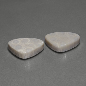  ct natürliche Mehrfarbig Korallen-Fossil-Edelsteine, Trillion, Lichtundurchlässig