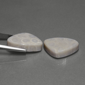  ct natürliche Mehrfarbig Korallen-Fossil-Edelsteine, Trillion, Lichtundurchlässig