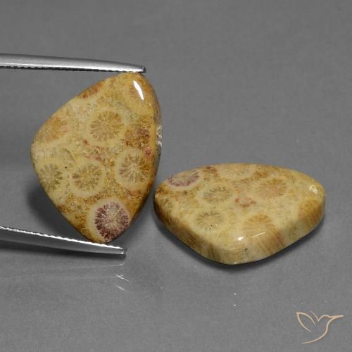 28.33ctw Natürlicher Mehrfarbig Korallen-Fossil, Trillion, Lichtundurchlässig
