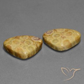 28.33 ct natürliche Mehrfarbig Korallen-Fossil-Edelsteine, Trillion, Lichtundurchlässig