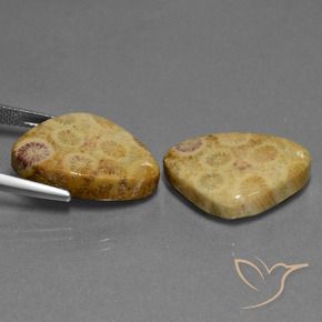 28.33 ct natürliche Mehrfarbig Korallen-Fossil-Edelsteine, Trillion, Lichtundurchlässig