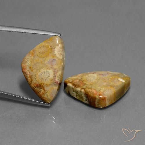 28.03ctw Natürlicher Mehrfarbig Korallen-Fossil, Trillion, Lichtundurchlässig