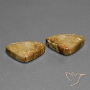 28.03 ct natürliche Mehrfarbig Korallen-Fossil-Edelsteine, Trillion, Lichtundurchlässig