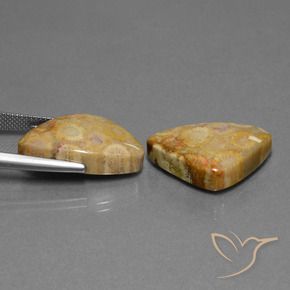 28.03 ct natürliche Mehrfarbig Korallen-Fossil-Edelsteine, Trillion, Lichtundurchlässig