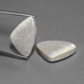 21,39 ct natürliche mehrfarbiger Fossile Koralle-Edelsteine, Trillion, Lichtundurchlässig