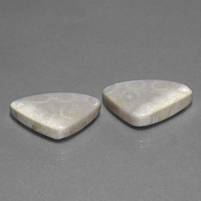 21,39 ct natürliche mehrfarbiger Fossile Koralle-Edelsteine, Trillion, Lichtundurchlässig