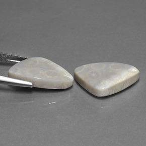 21,39 ct natürliche mehrfarbiger Fossile Koralle-Edelsteine, Trillion, Lichtundurchlässig