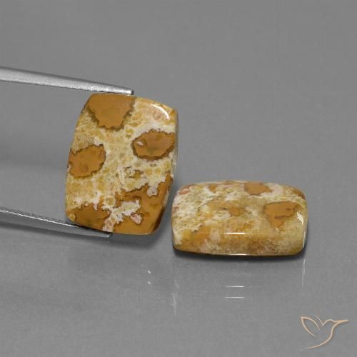 19.08ctw Natürlicher Mehrfarbig Korallen-Fossil, Kissen, Lichtundurchlässig