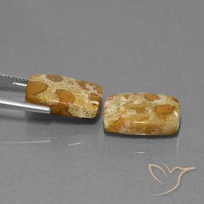 19.08 ct natürliche Mehrfarbig Korallen-Fossil-Edelsteine, Kissen, Lichtundurchlässig