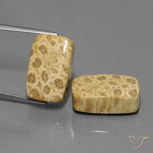 28.81ctw Natürlicher Mehrfarbig Korallen-Fossil, Kissen, Lichtundurchlässig