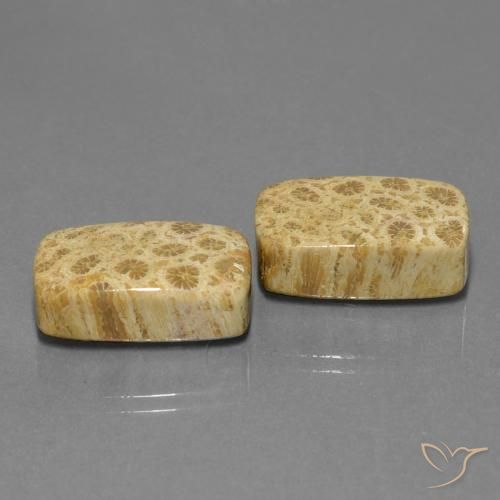 28.81 ct natürliche Mehrfarbig Korallen-Fossil-Edelsteine, Kissen, Lichtundurchlässig