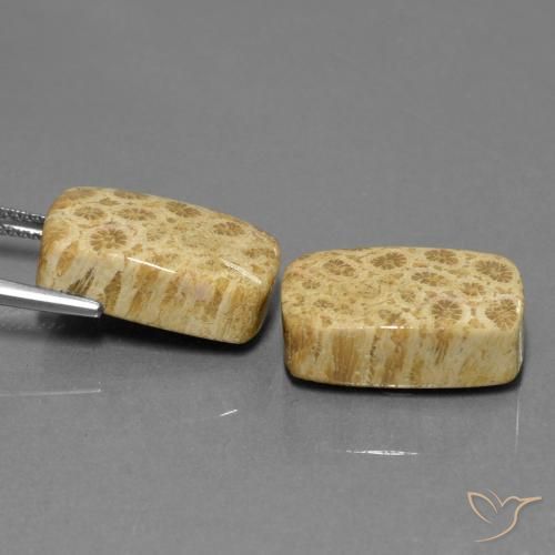 28.81 ct natürliche Mehrfarbig Korallen-Fossil-Edelsteine, Kissen, Lichtundurchlässig