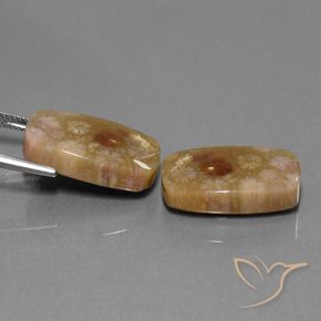30.11 ct natürliche Mehrfarbig Korallen-Fossil-Edelsteine, Kissen, Lichtundurchlässig