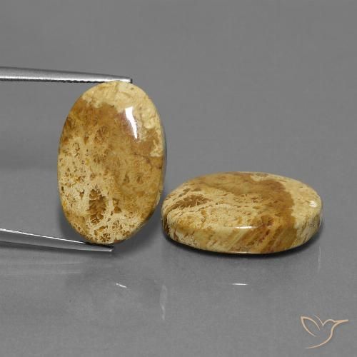 25.37ctw Natürlicher Mehrfarbig Korallen-Fossil, Oval, Lichtundurchlässig