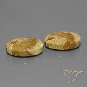 25.37 ct natürliche Mehrfarbig Korallen-Fossil-Edelsteine, Oval, Lichtundurchlässig