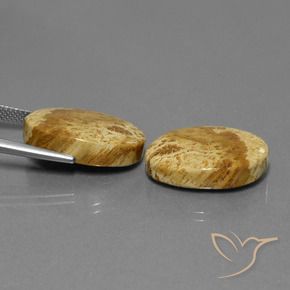 25.37 ct natürliche Mehrfarbig Korallen-Fossil-Edelsteine, Oval, Lichtundurchlässig