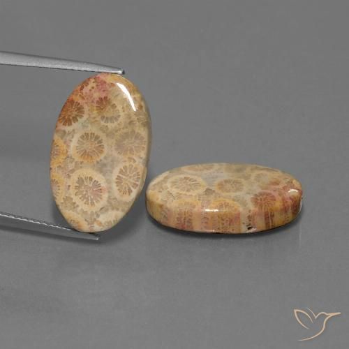 19.28ctw Natürlicher Mehrfarbig Korallen-Fossil, Oval, Lichtundurchlässig