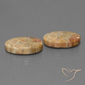 19.28 ct natürliche Mehrfarbig Korallen-Fossil-Edelsteine, Oval, Lichtundurchlässig