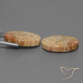 19.28 ct natürliche Mehrfarbig Korallen-Fossil-Edelsteine, Oval, Lichtundurchlässig