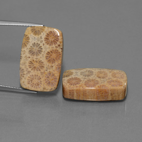  ct natürliche Mehrfarbig Korallen-Fossil-Edelsteine, Kissenschliff, Lichtundurchlässig