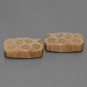  ct natürliche Mehrfarbig Korallen-Fossil-Edelsteine, Kissenschliff, Lichtundurchlässig