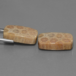  ct natürliche Mehrfarbig Korallen-Fossil-Edelsteine, Kissenschliff, Lichtundurchlässig